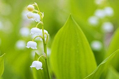 《Fate＆EXTRA Record》新预告 8月4日公开新情报